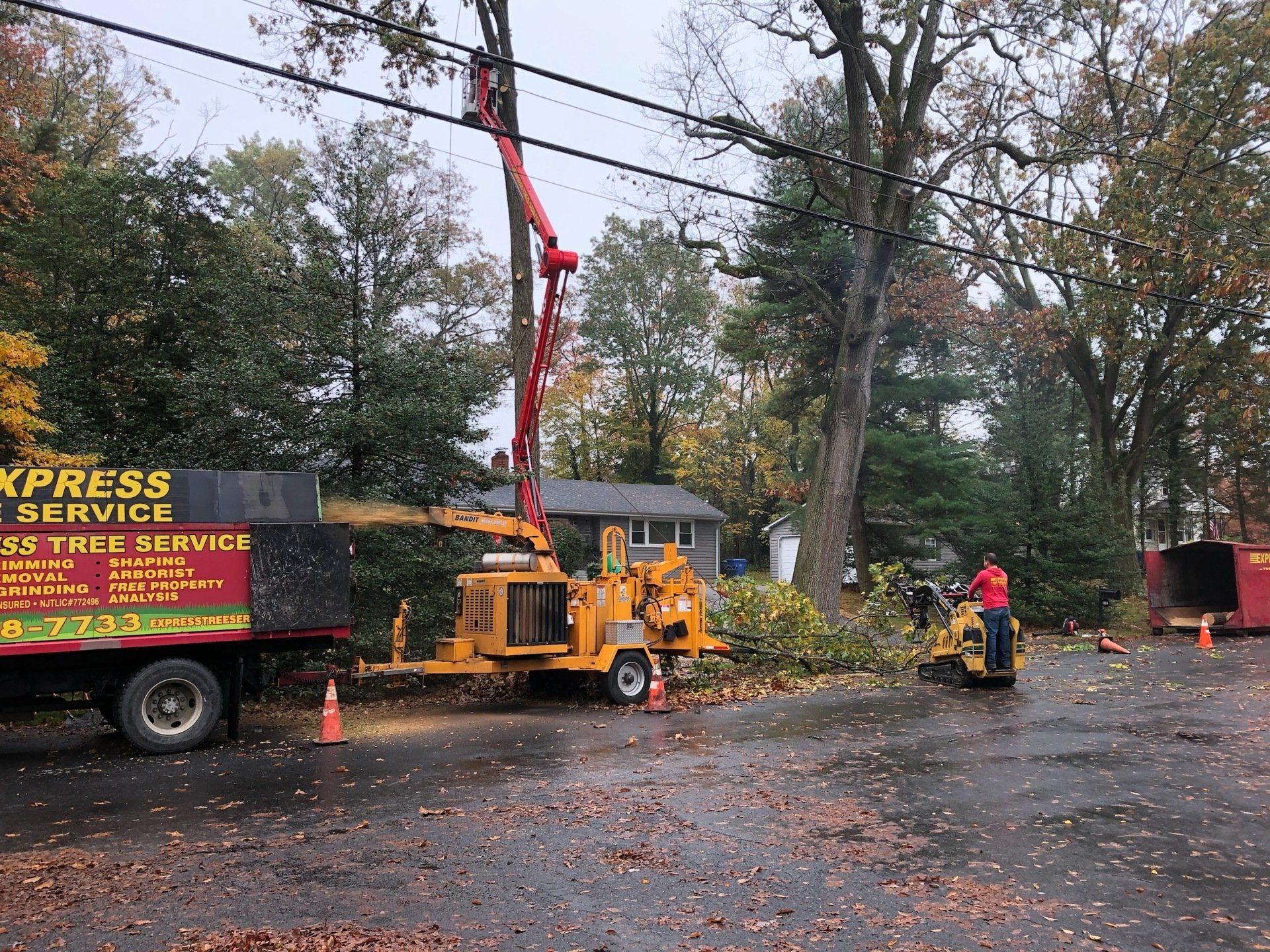 Tree Trimming | Tree Pruning | Mount Laurel, NJ