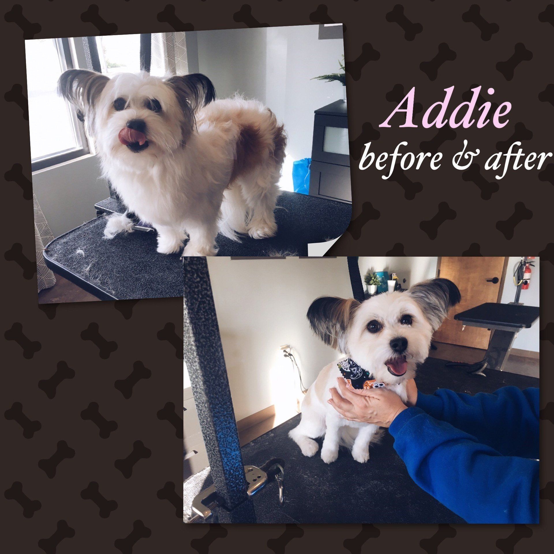 Urban Dog Day Spa Photo Gallery Miamisburg, OH