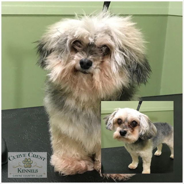 Grooming Oshkosh, WI