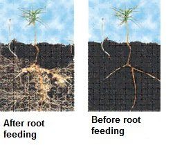 Organic Root Feeding | Organic Fertilizer | Center Moriches, NY