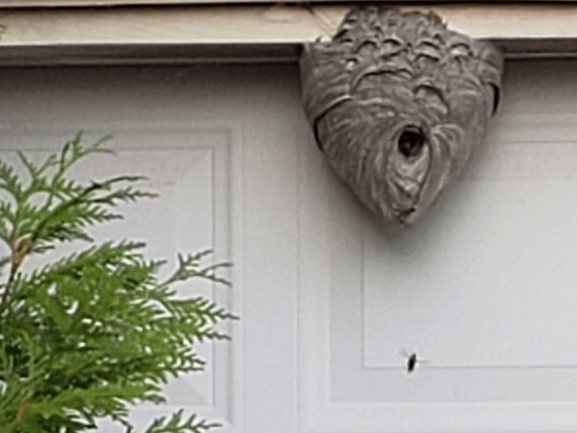 carpenter-bees-nest-removal-southgate-downriver-wayne-county