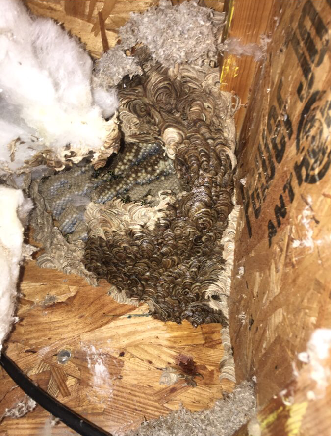 Carpenter Bees | Nest Removal | Southgate, Downriver, & Wayne County