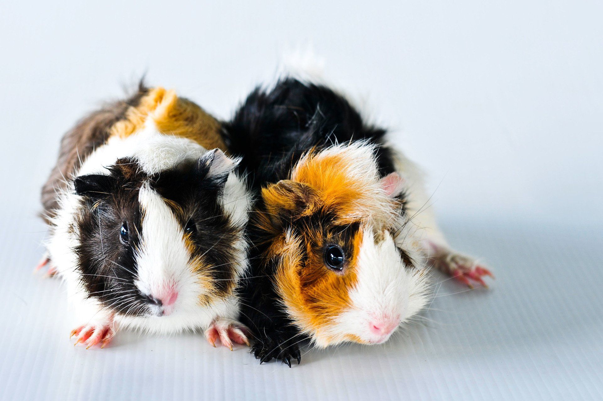 Wild Things Pet Shop