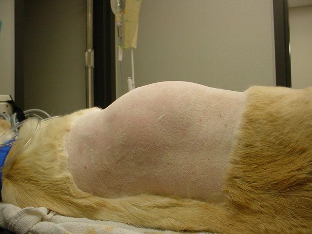 lipoma-removal-pet-health-topics-all-pets-veterinary-clinic