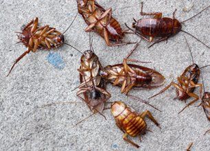 Taylor Pest Management
