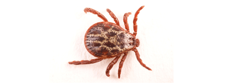 Tick Control | Tick Removal | Stamford, CT