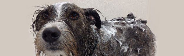 dog flea bath services
