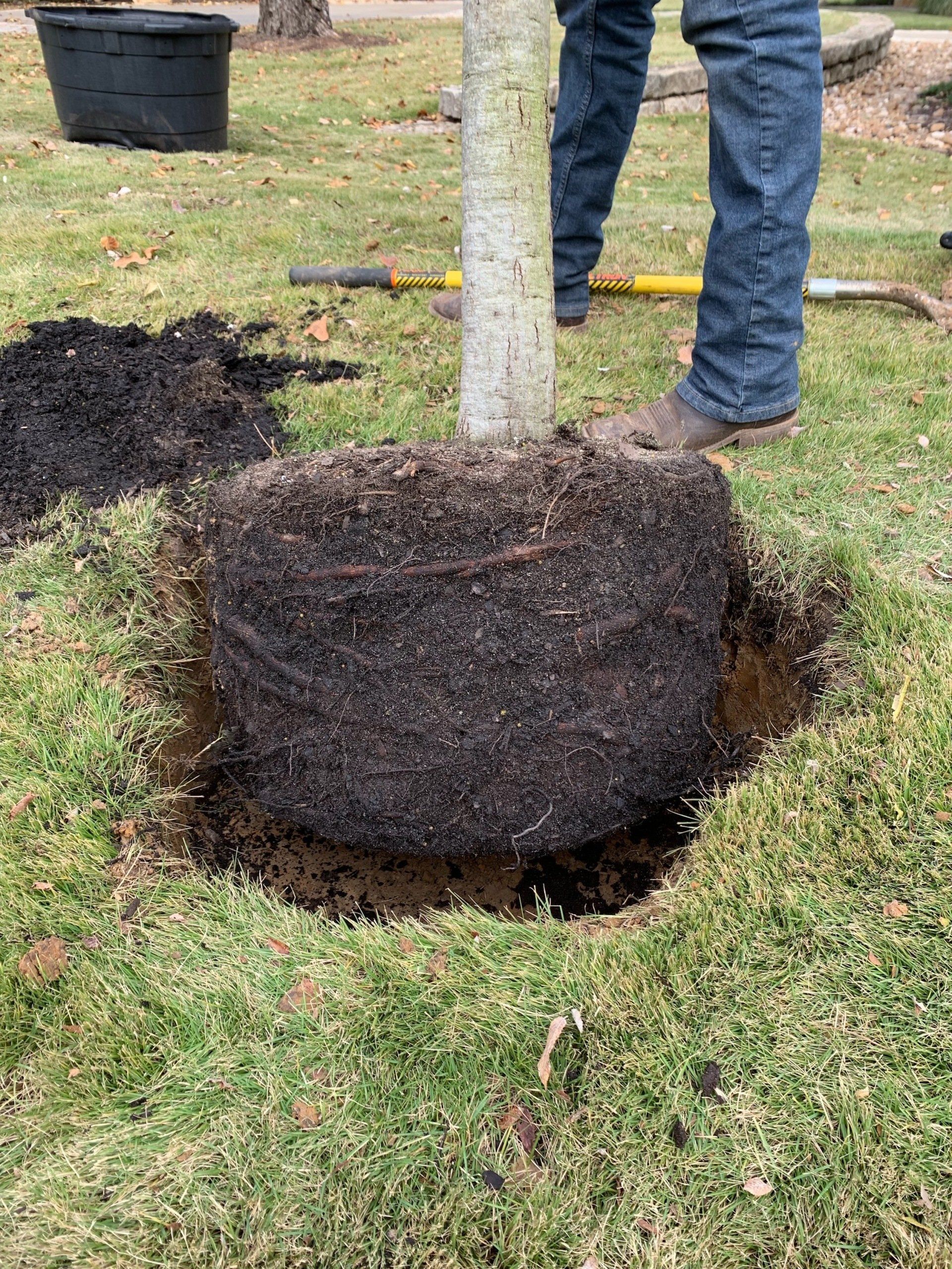 root stimulator for trees