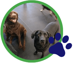 4 Paws Pet Resort & Activity Center | Dog Care Crystal Lake